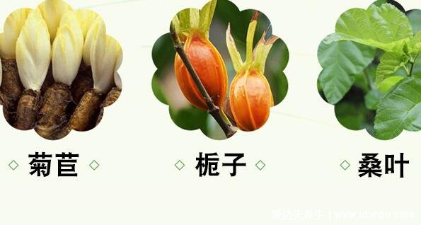 菊苣茶的功效與作用，可幫助尿酸排泄/清熱解毒(小孩不要喝)