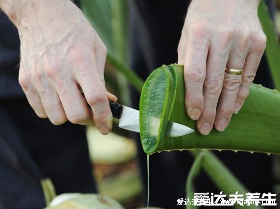 蘆薈怎么吃才好吃，泡茶好喝方便簡單(蘆薈檸檬茶/紅茶做法視頻)