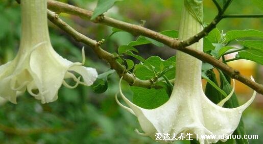 曼陀羅花有毒嗎，全身有毒就連香味都有毒 (誤食嚴重可死亡)