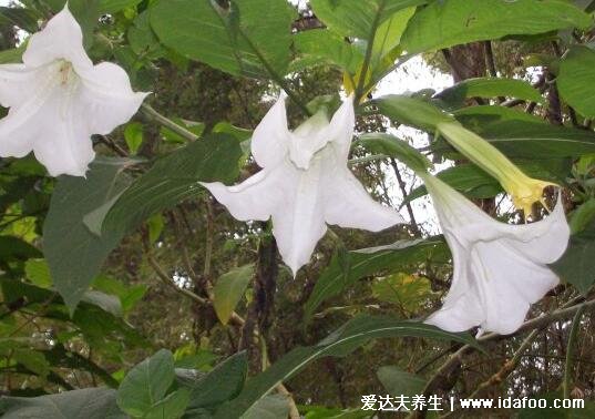 曼陀羅花有毒嗎，全身有毒就連香味都有毒 (誤食嚴重可死亡)