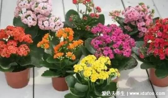 長壽花為什么致癌，無毒不致癌還能美化環(huán)境(送給長輩好寓意)