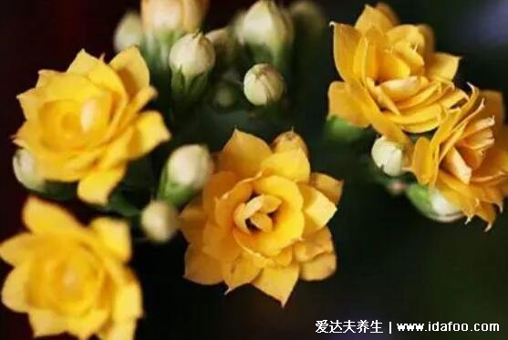 長壽花為什么致癌，無毒不致癌還能美化環(huán)境(送給長輩好寓意)