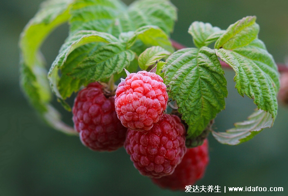 中藥覆盆子圖片，覆盆子的功效與作用及食用方法(壯陽治陽痿)