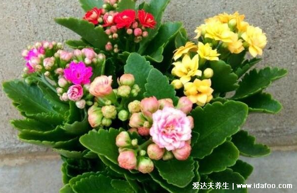 綠蘿有毒嗎能在室內(nèi)養(yǎng)嗎，汁液有毒但毒性不強(qiáng)附處理法(圖片)