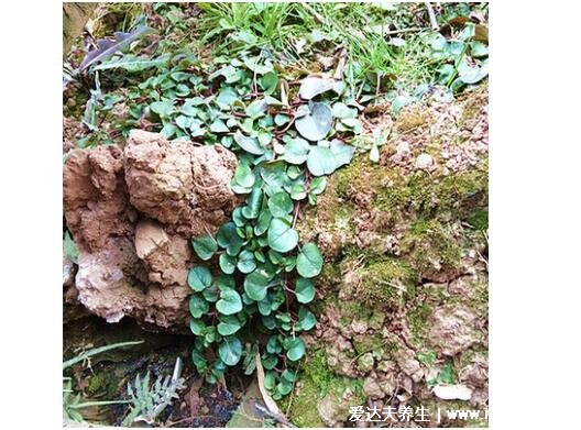 野生中藥金錢草圖片，會(huì)開黃花又叫遍地黃（金錢草可助排結(jié)石）