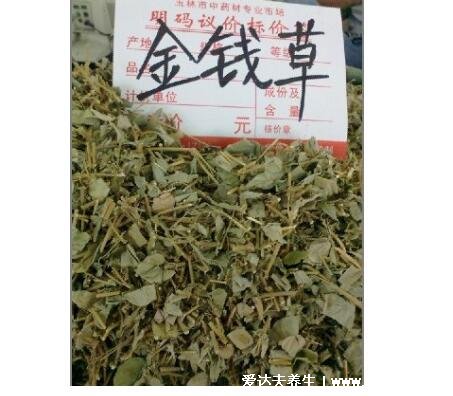 野生中藥金錢草圖片，會(huì)開黃花又叫遍地黃（金錢草可助排結(jié)石）