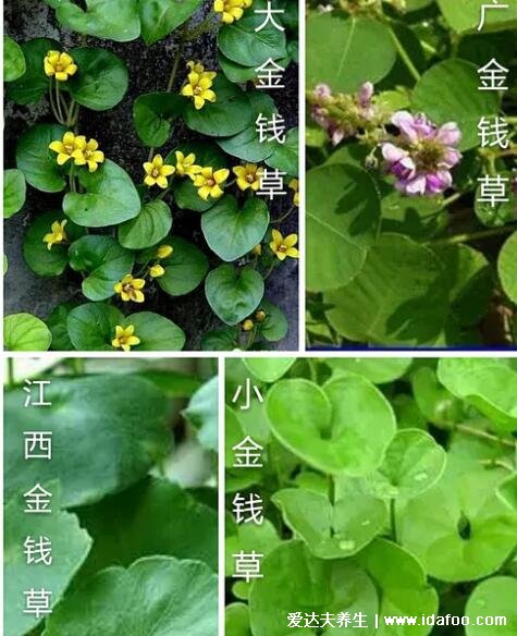 野生中藥金錢草圖片，會(huì)開黃花又叫遍地黃（金錢草可助排結(jié)石）