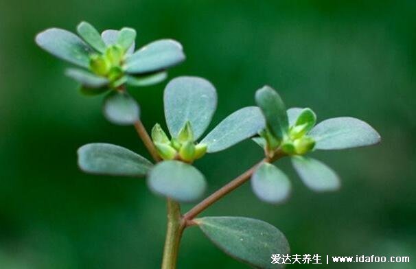 馬齒莧怎么吃，除了炒著吃試試火腿馬齒莧餅（附視頻做法）