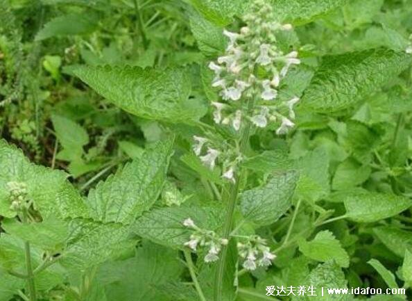 野生荊芥圖片中藥圖片，是高度可達50厘米的貓薄荷(可驅(qū)趕老鼠)