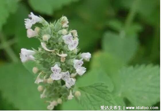 野生荊芥圖片中藥圖片，是高度可達50厘米的貓薄荷(可驅(qū)趕老鼠)