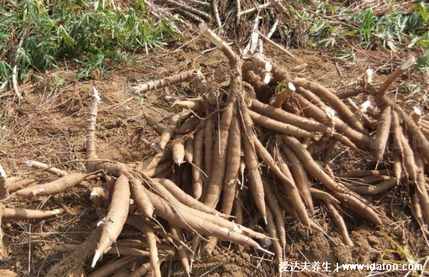 木薯有毒嗎怎么煮才沒(méi)有毒，新鮮木薯有劇毒但木薯粉無(wú)毒(圖片)