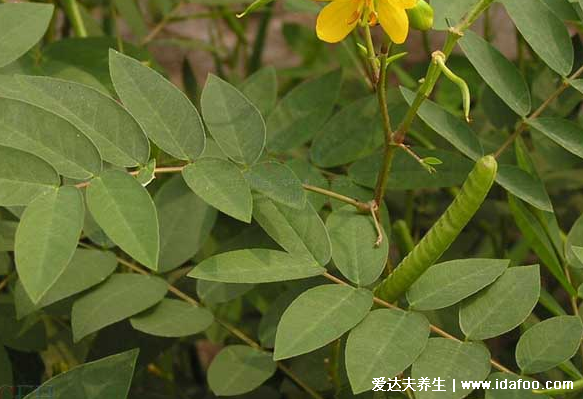 中藥植物決明子圖片，決明子的功效與作用及食用方法(禁忌)