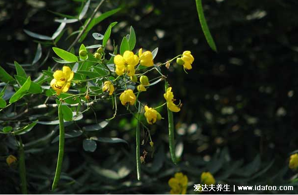 中藥植物決明子圖片，決明子的功效與作用及食用方法(禁忌)