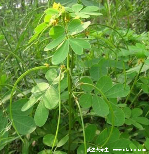 中藥植物決明子圖片，決明子的功效與作用及食用方法(禁忌)