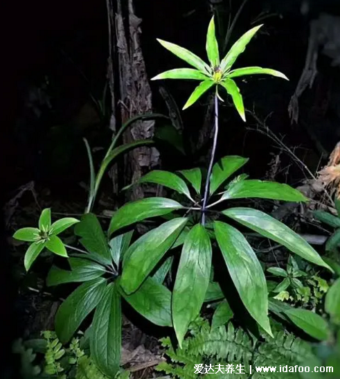 草藥七葉一枝花圖片，七葉一枝花的功效與作用