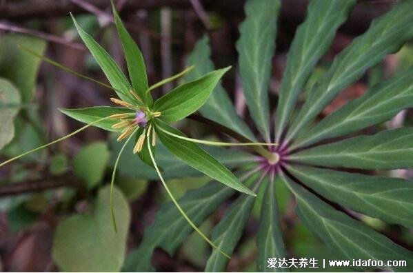 草藥七葉一枝花圖片，七葉一枝花的功效與作用