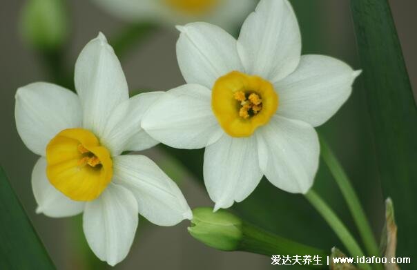 凌波仙子水仙花圖片，水仙花有毒嗎(有毒但不影響空氣可以室內(nèi)養(yǎng))