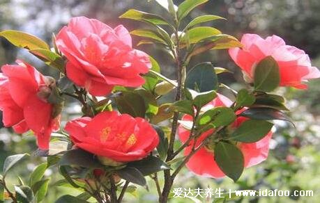 家里為什么不能養(yǎng)茶花，家中光照通風可能不利于生長(茶花又叫斷頭花)