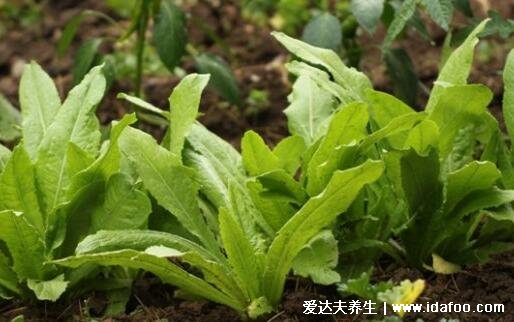 萵筍葉子能吃嗎，不僅能吃而且營養(yǎng)比根莖還豐富(但口感有些苦)