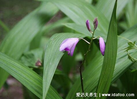 植物中藥白芨圖片，中藥白芨的功效與作用(可止血消腫)