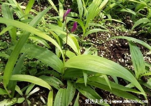 植物中藥白芨圖片，中藥白芨的功效與作用(可止血消腫)