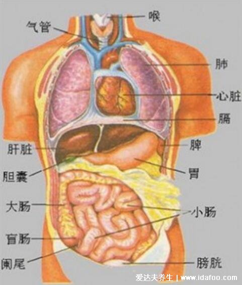 人體器官分五臟六腑器官分布圖，清晰大圖看各個內(nèi)臟的位置分布