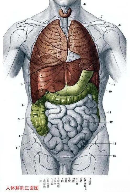 人體器官分五臟六腑器官分布圖，清晰大圖看各個內(nèi)臟的位置分布