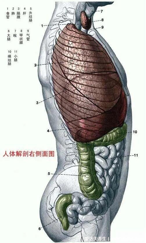 人體器官分五臟六腑器官分布圖，清晰大圖看各個內(nèi)臟的位置分布