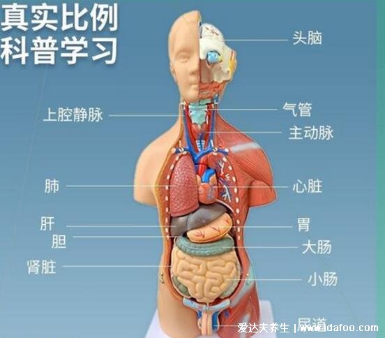 人體器官分五臟六腑器官分布圖，清晰大圖看各個內(nèi)臟的位置分布