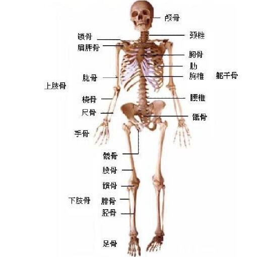 闌尾在哪個位置？闌尾炎是哪個部位疼圖片，注意可轉移右下腹疼痛