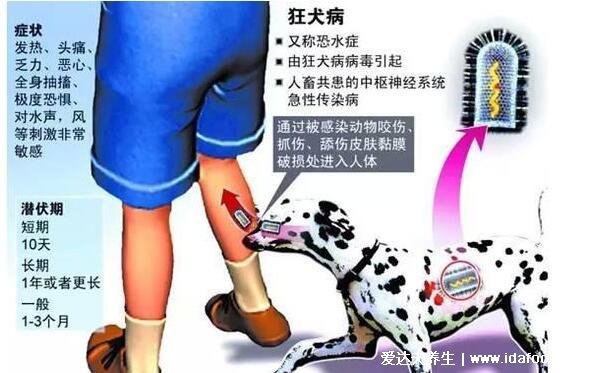 10種情況不需要打狂犬疫苗，家養(yǎng)寵物打過(guò)疫苗不帶毒