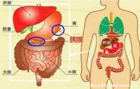 胰腺癌的早期癥狀，8類高風(fēng)險(xiǎn)人群出現(xiàn)這6大癥狀要警惕