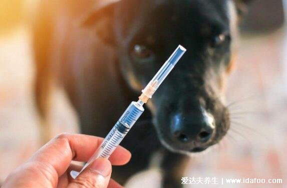 狂犬疫苗最佳時間是多少小時內，最遲不超過72小時越早越好