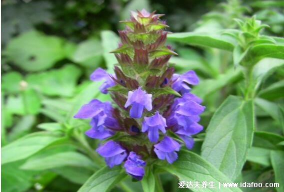 夏枯草圖片大全，夏枯草可以幫助清火(可用于藥用也可食療)