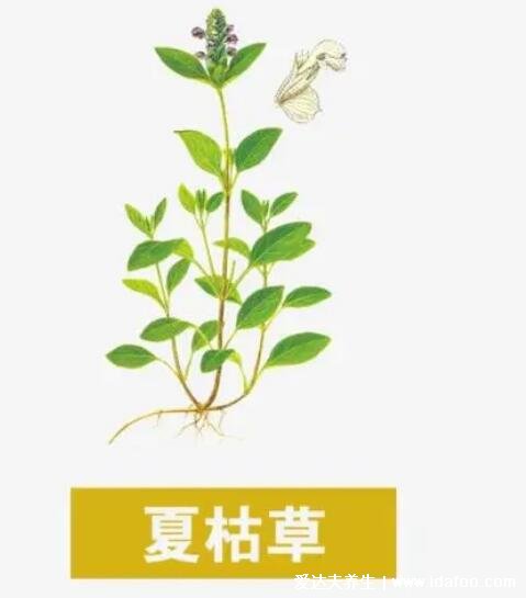 夏枯草圖片大全，夏枯草可以幫助清火(可用于藥用也可食療)