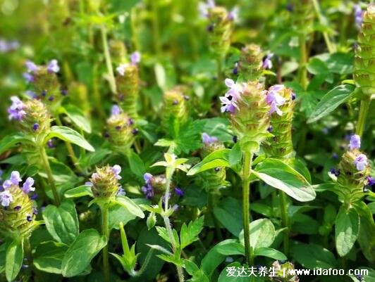 夏枯草圖片大全，夏枯草可以幫助清火(可用于藥用也可食療)