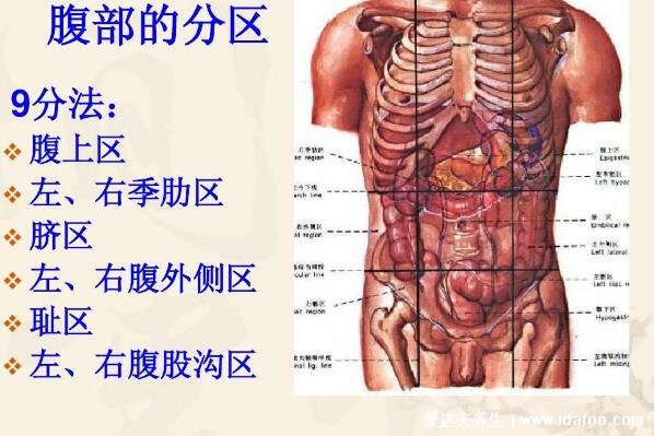 腹部九分法及分區(qū)名稱，腹部疼痛對應(yīng)的圖片器官圖