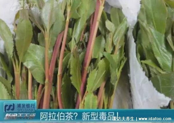 新型毒品阿拉伯茶圖片，外形像茶葉和莧菜千萬別碰