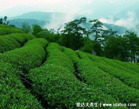 肉桂茶屬于什么茶，武夷巖茶的一種/屬于烏龍茶