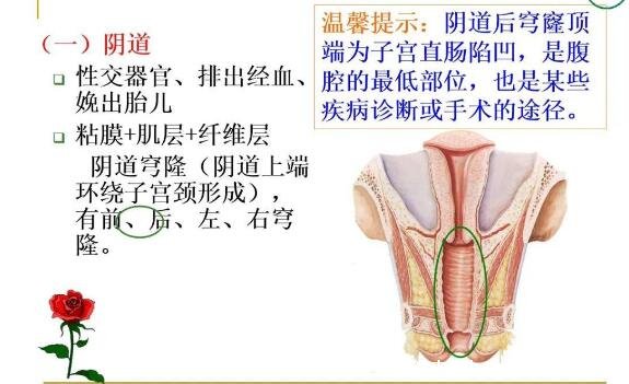 女性生理結(jié)構(gòu)圖片有哪些，真實(shí)女人陰道圖片(含卡通科普表)