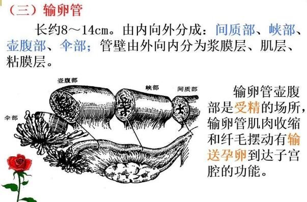 女性生理結(jié)構(gòu)圖片有哪些，真實(shí)女人陰道圖片(含卡通科普表)