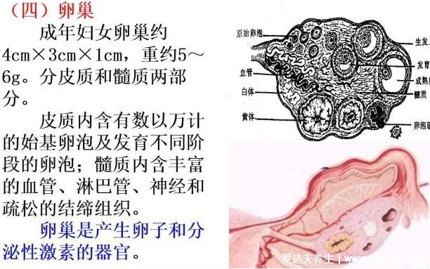 女性生理結(jié)構(gòu)圖片有哪些，真實(shí)女人陰道圖片(含卡通科普表)