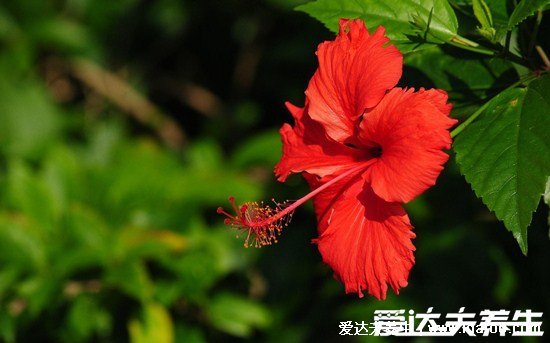 九里香花適合在室內(nèi)養(yǎng)嗎，不適合/花香濃郁長時間聞會惡心等不適