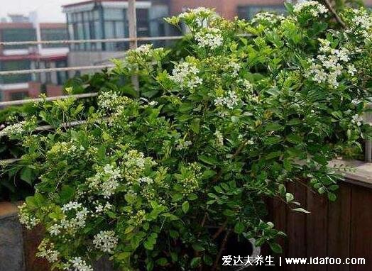 九里香花適合在室內(nèi)養(yǎng)嗎，不適合/花香濃郁長時間聞會惡心等不適