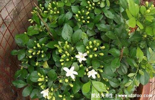 九里香花適合在室內(nèi)養(yǎng)嗎，不適合/花香濃郁長時間聞會惡心等不適