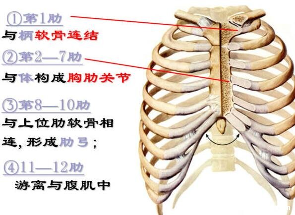 人體器官腎的位置圖片，在腰部脊柱兩側(cè)(腎病變敲擊腎痛)