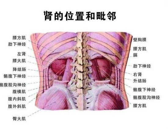 人體器官腎的位置圖片，在腰部脊柱兩側(cè)(腎病變敲擊腎痛)