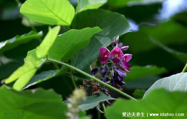 野生葛根圖片和葉子圖片，葛根泡水喝的七大功效