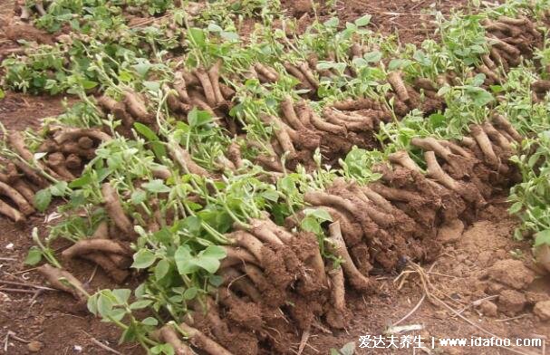 野生葛根圖片和葉子圖片，葛根泡水喝的七大功效