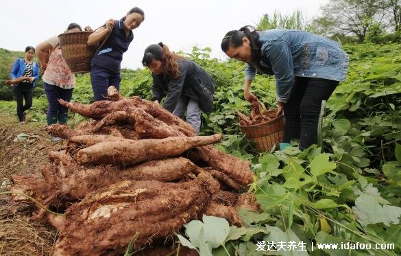 野生葛根圖片和葉子圖片，葛根泡水喝的七大功效